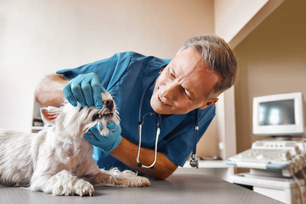 Best Emergency Dental Extractions in Closter, NJ